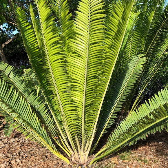 Plant - Picture 2 of 8